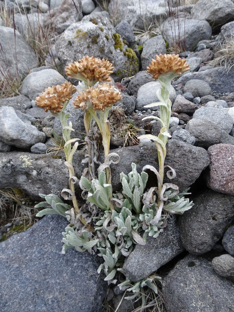 Pseudognaphalium