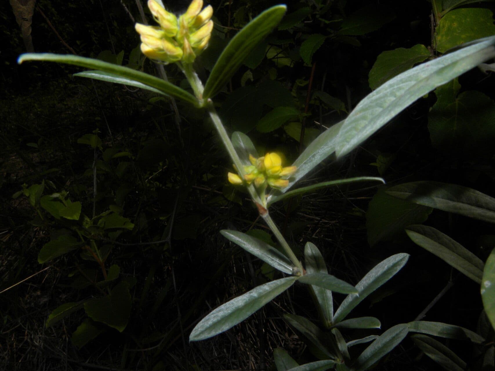 Eriosema 2