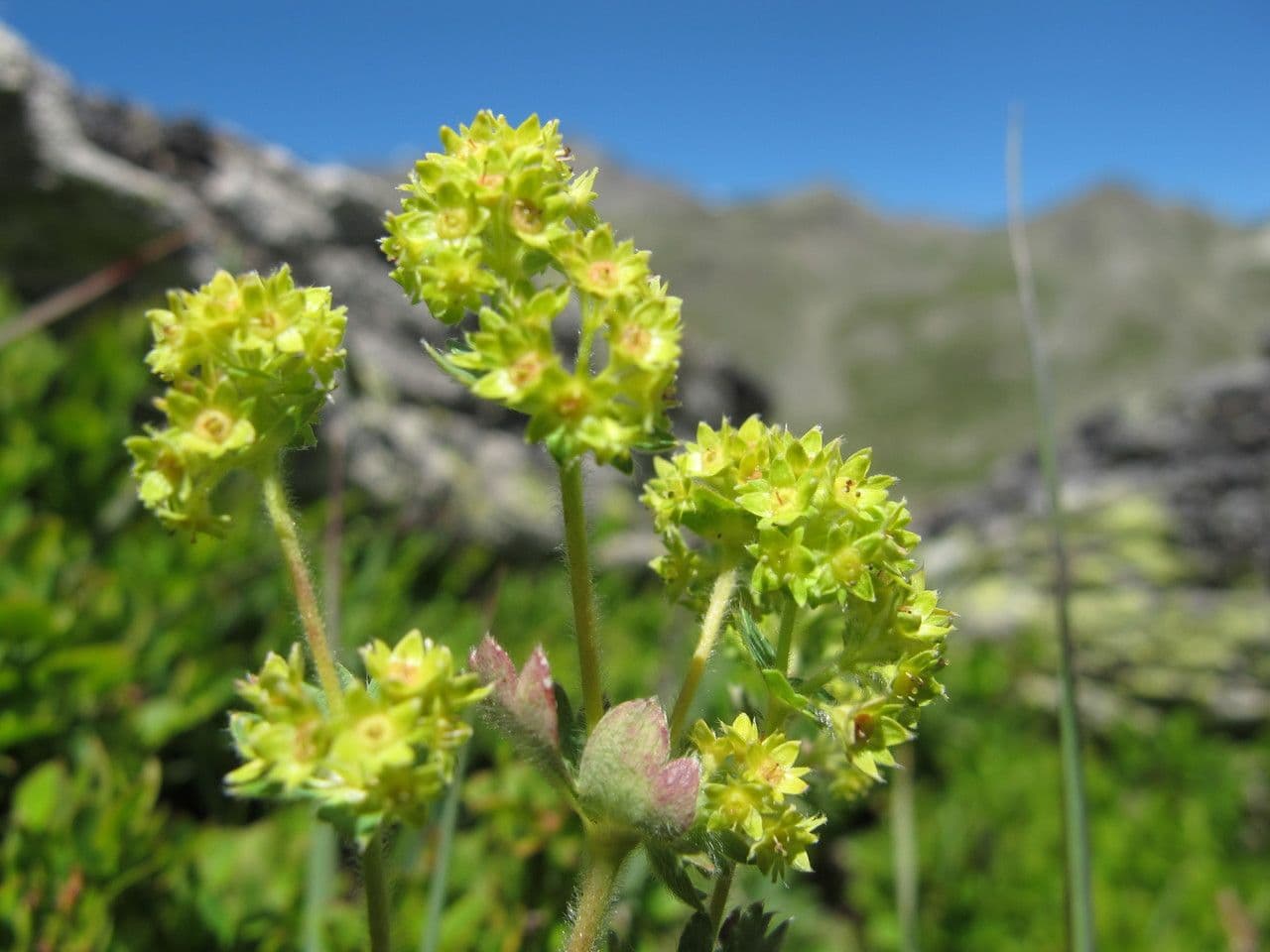 Alchemilla flabellata 4