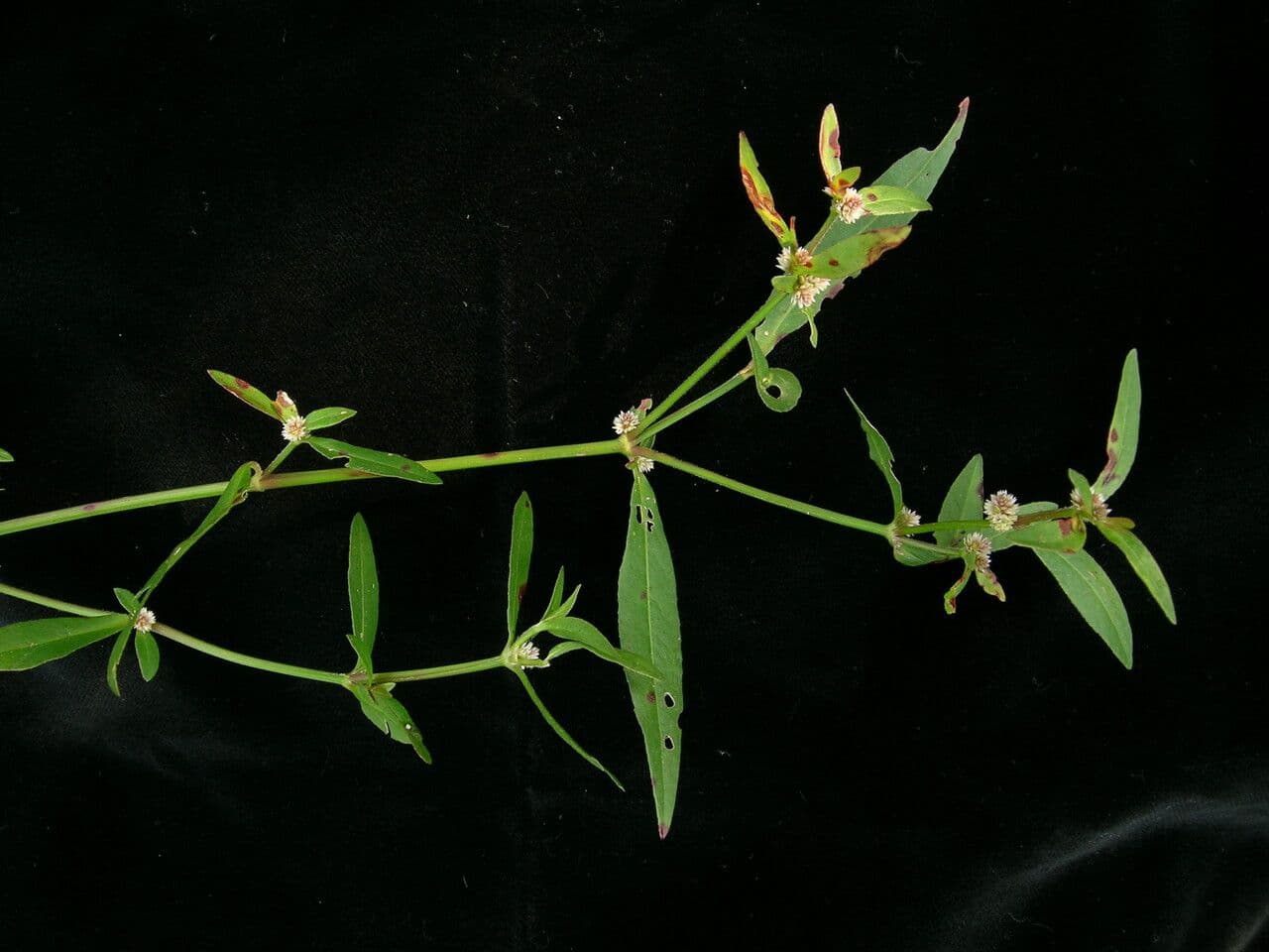 Alternanthera sessilis 9