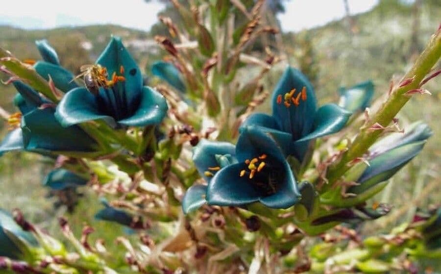 Puya 3