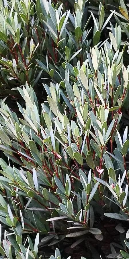 Syzygium 3