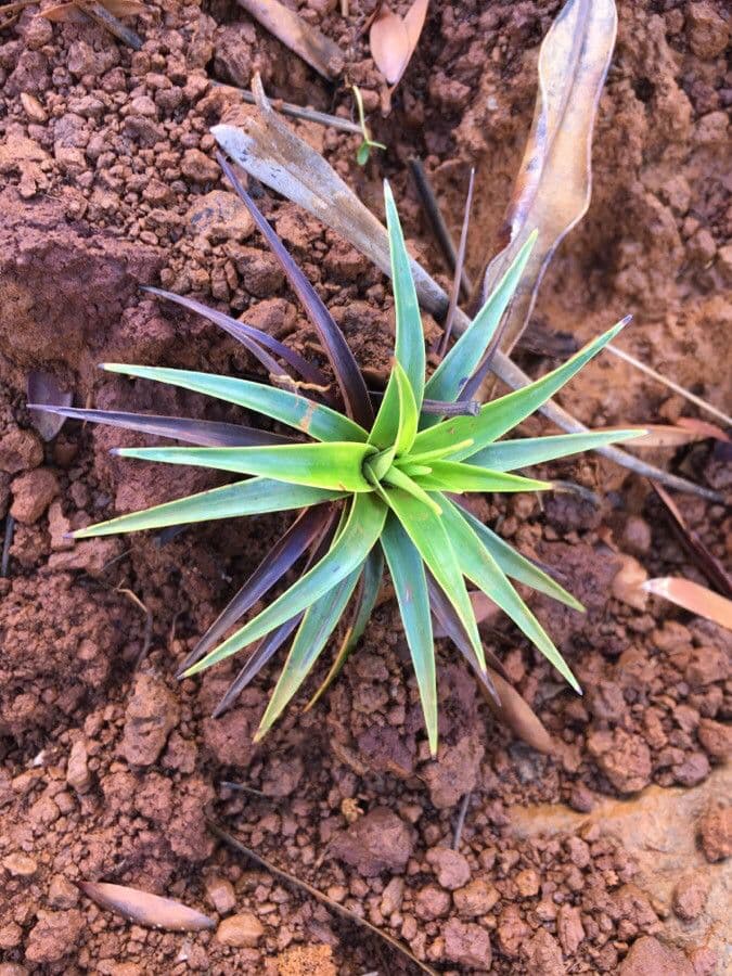 Dracophyllum 13