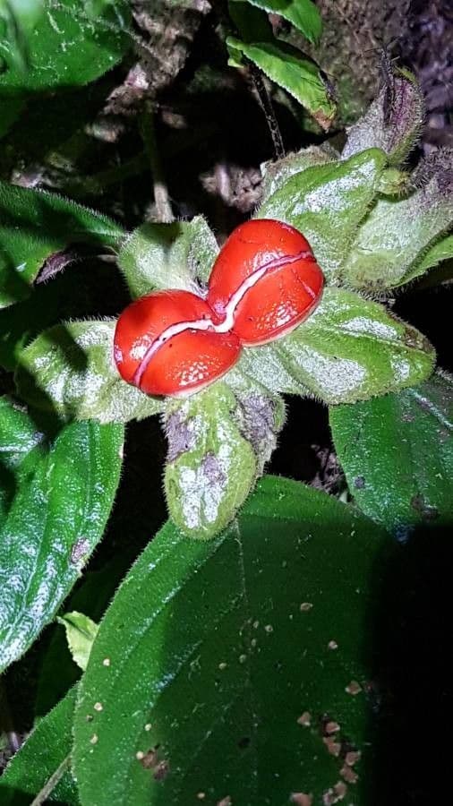 Drymonia seghettata 4