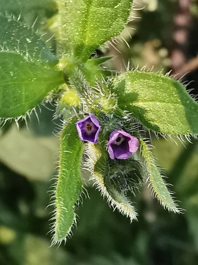 Lappola aspera 7