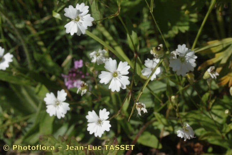 Silene 8