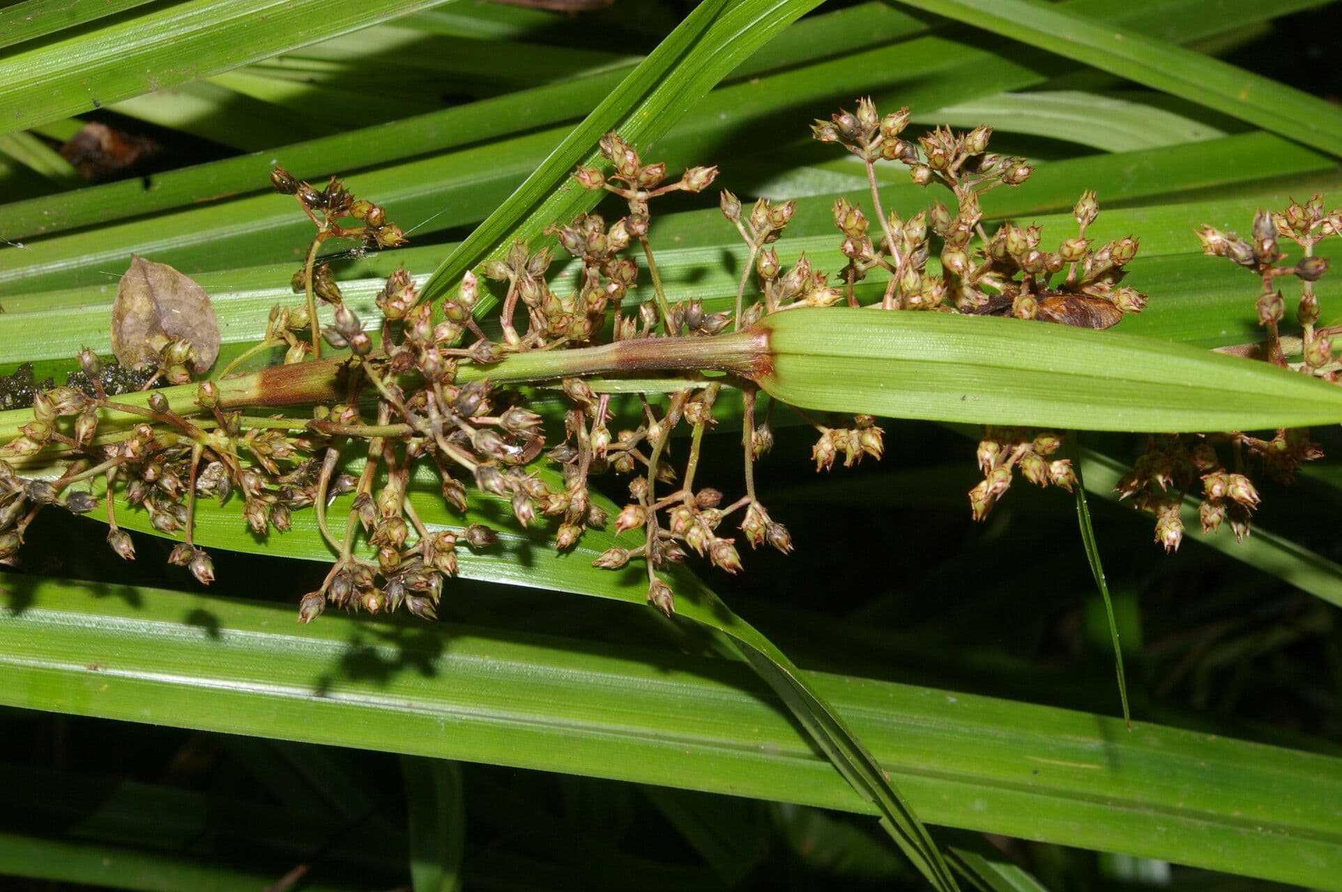 Becquerelia cymosa 7