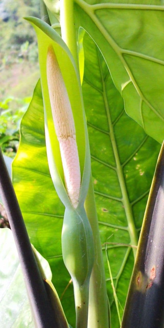 Taro 9