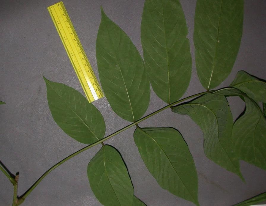 Lonchocarpus 23
