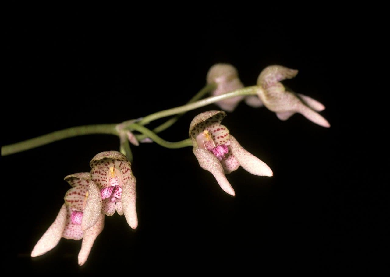 Bulbophyllum 2