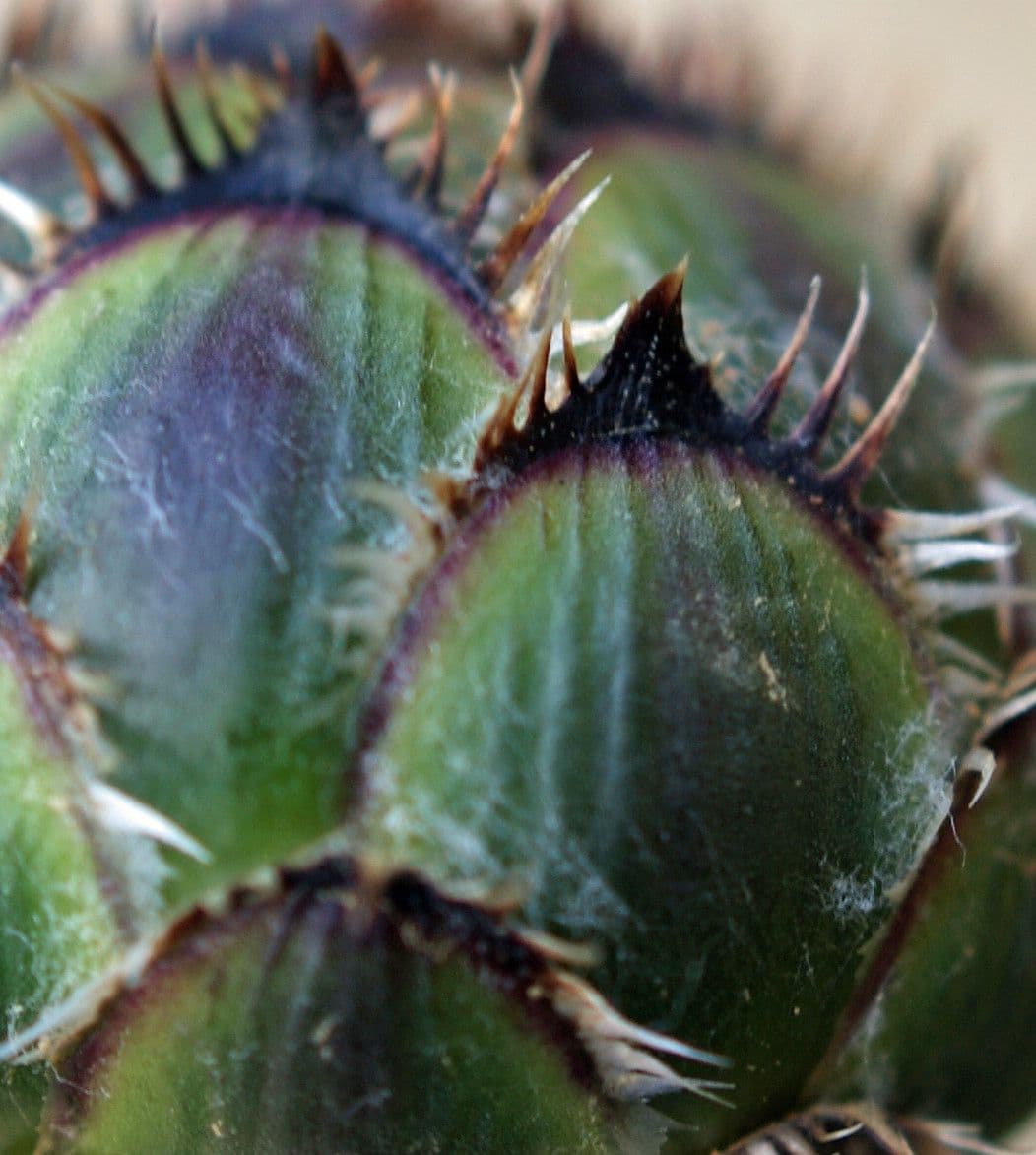 Centaurea 6