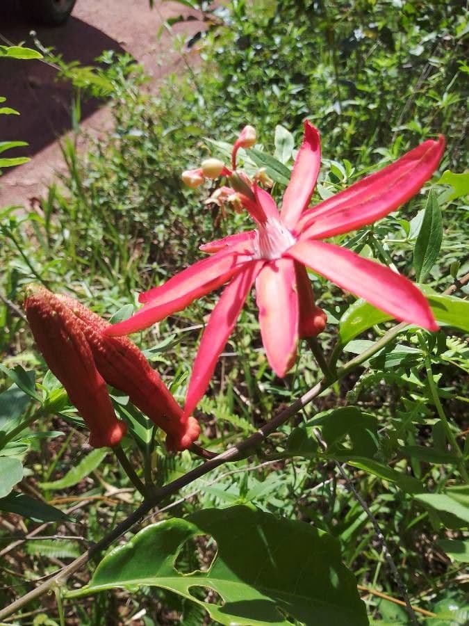 Passiflora 5