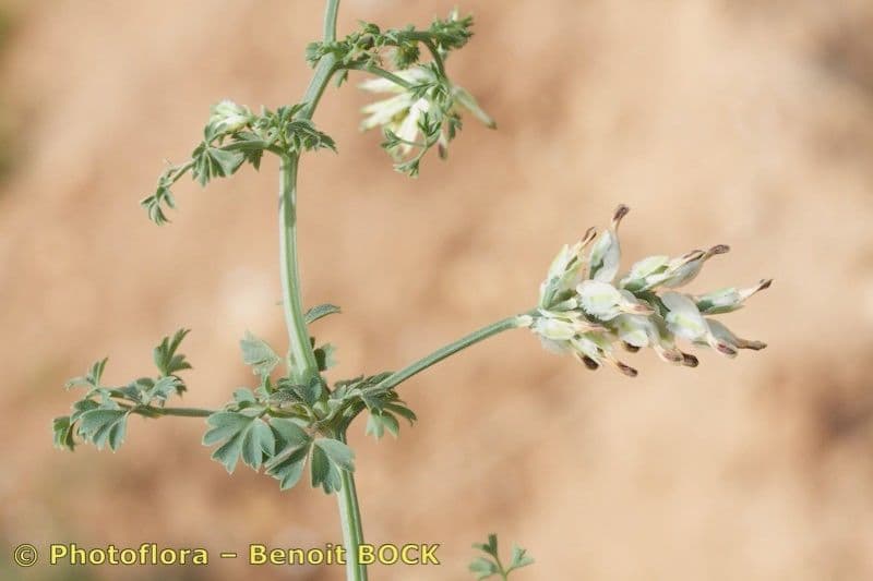 Fumaria macrosepala 15