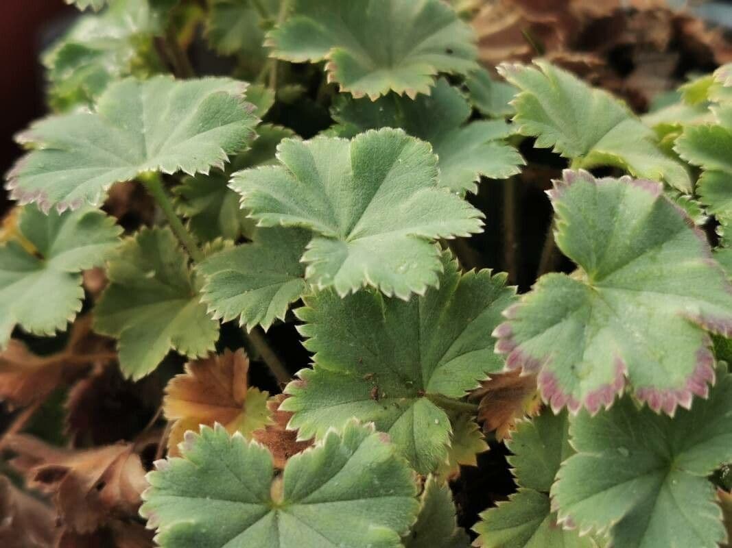 Alchemilla 6