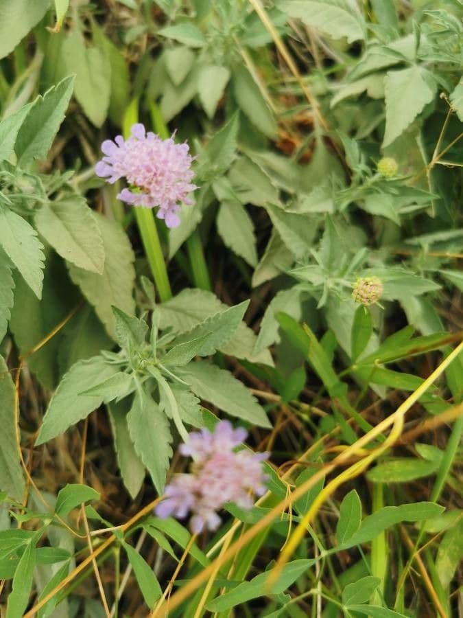 Scabiosa vellutata 2