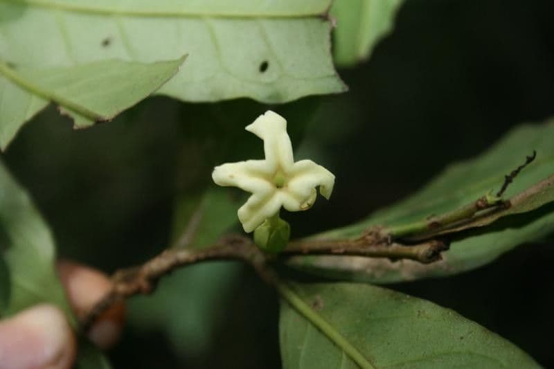 Drypetes variabilis 4