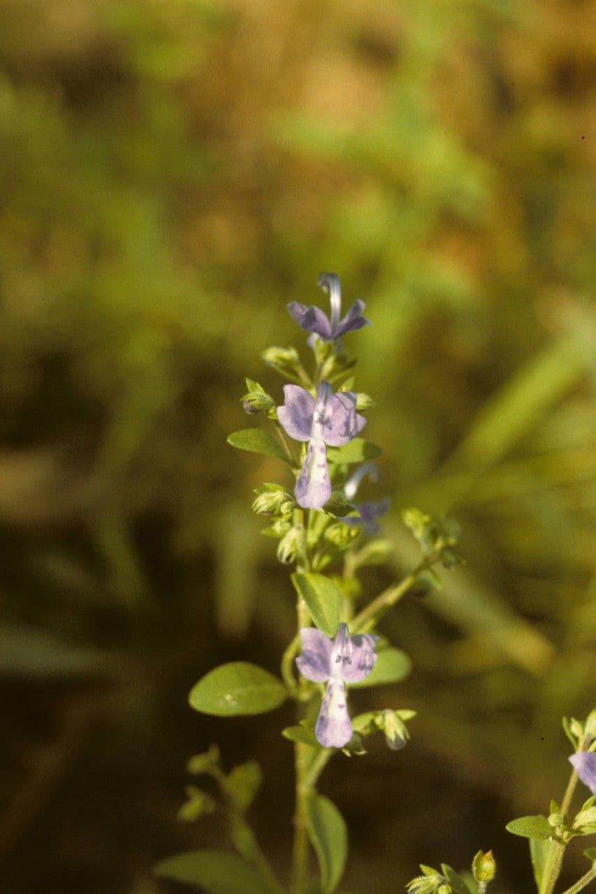 Trichostema Dichotomum 11