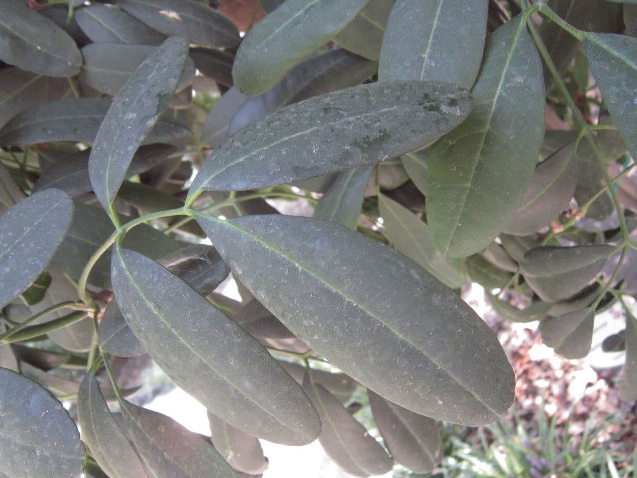 Pilocarpus pernatý 16