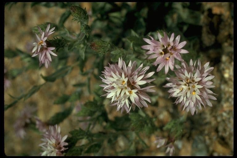Lessingia lanuginosa 2