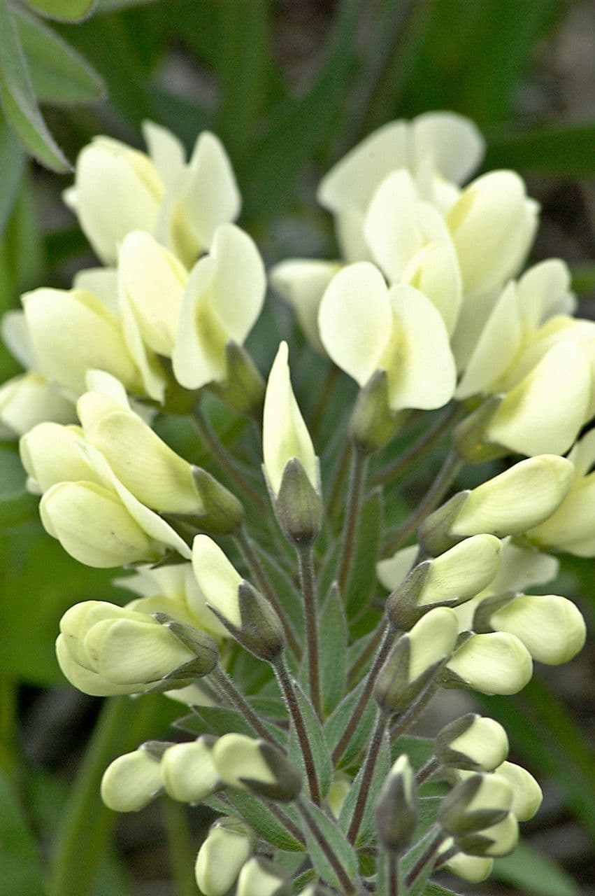 Baptisia bracteata 9