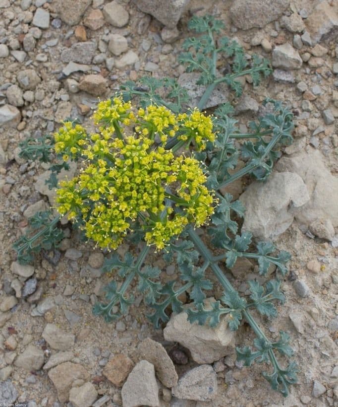 Lomatium Inselbewohner 2