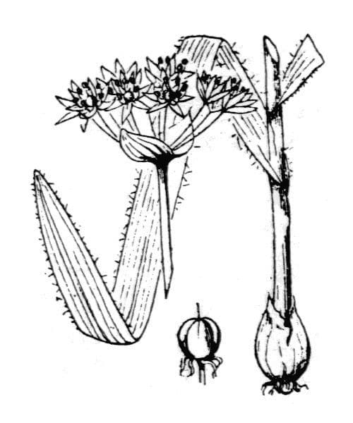 Aglio peloso 26