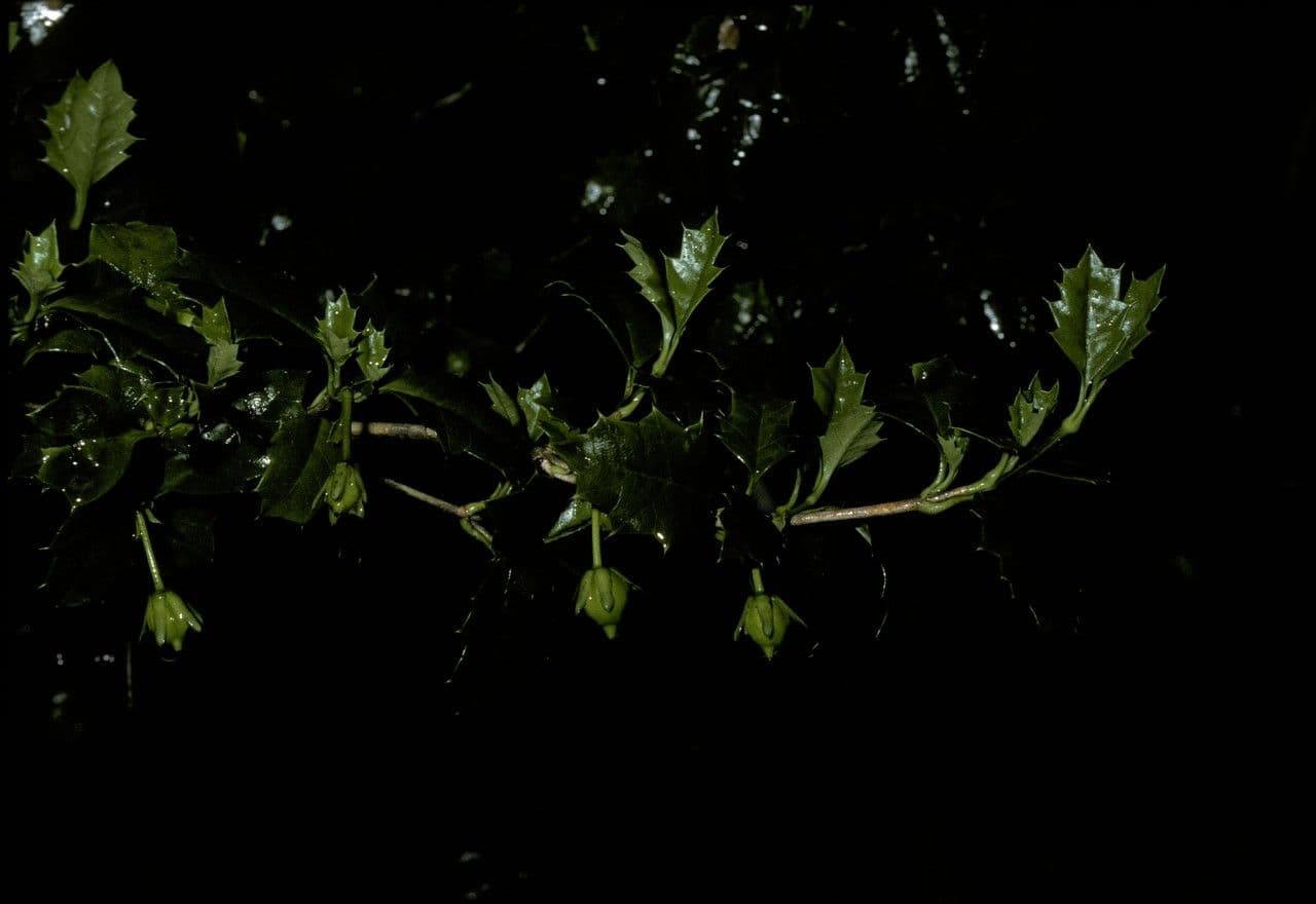 Desfontainia lucente 2