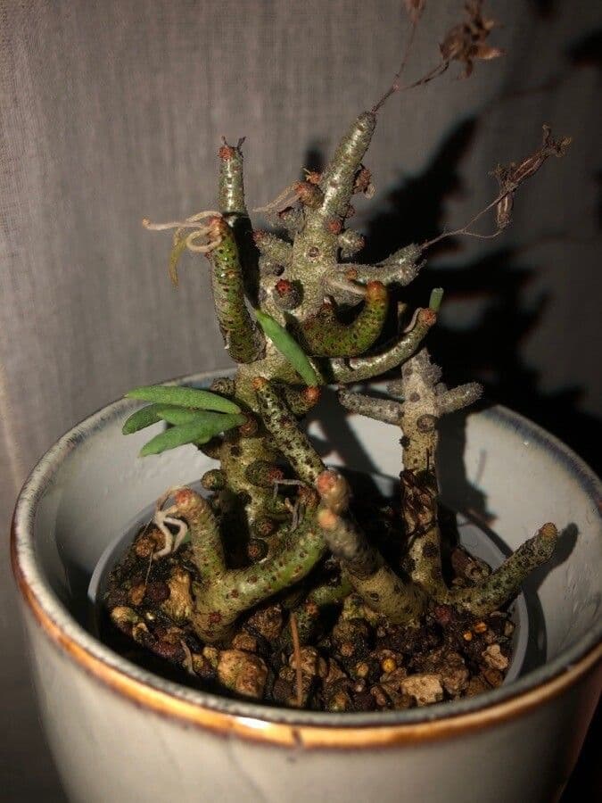 Cotyledon