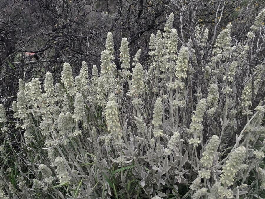Sideritis 8