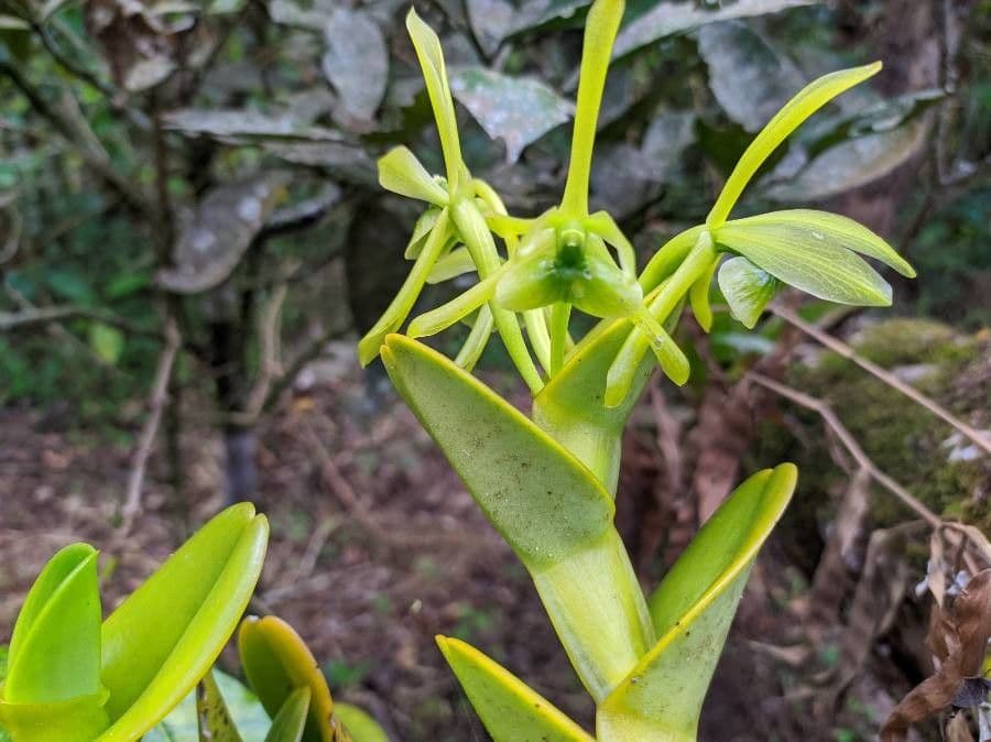 Epidendrum dáždnikový