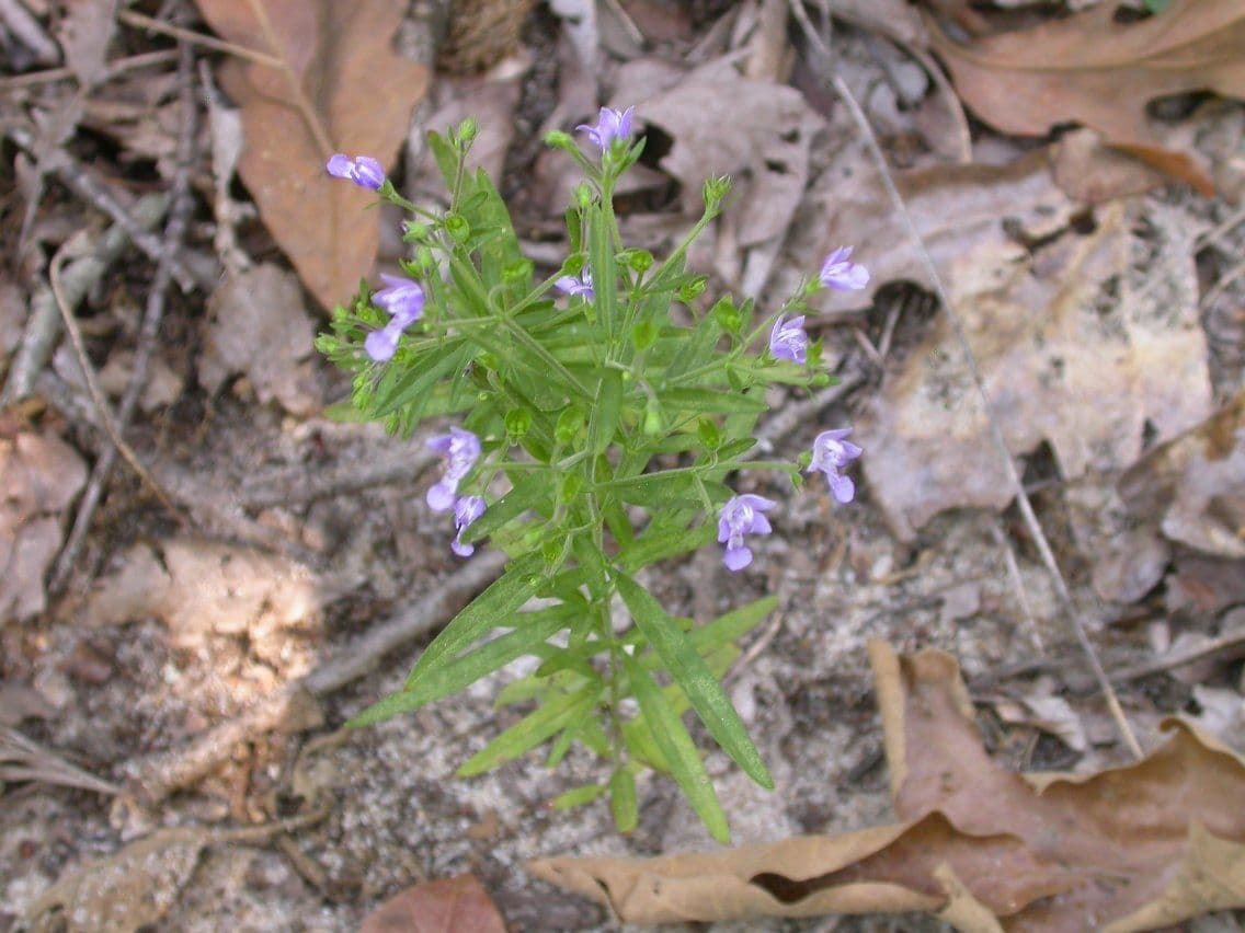 Narrowleaf bluecurls 4