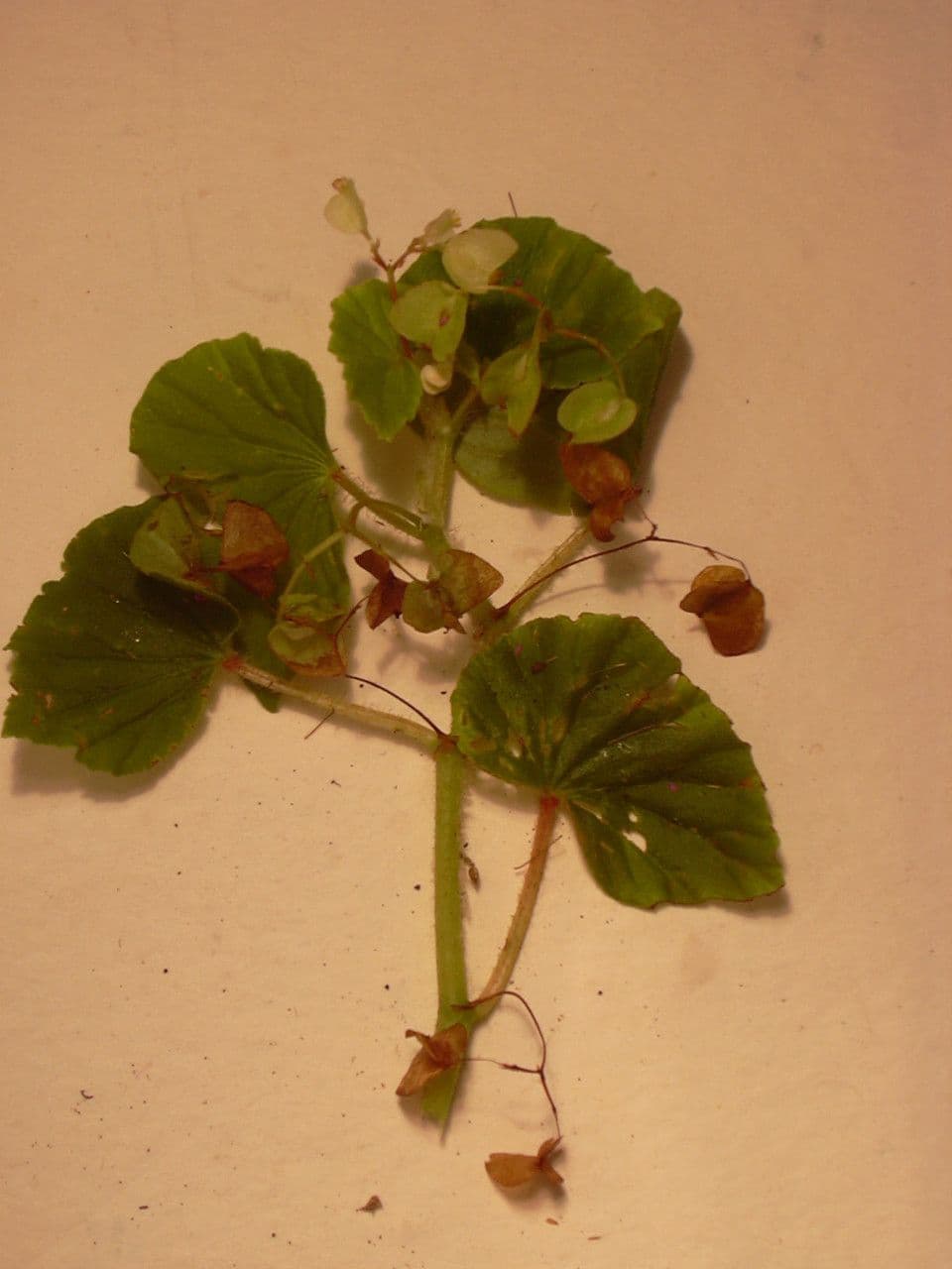 Begonia 12