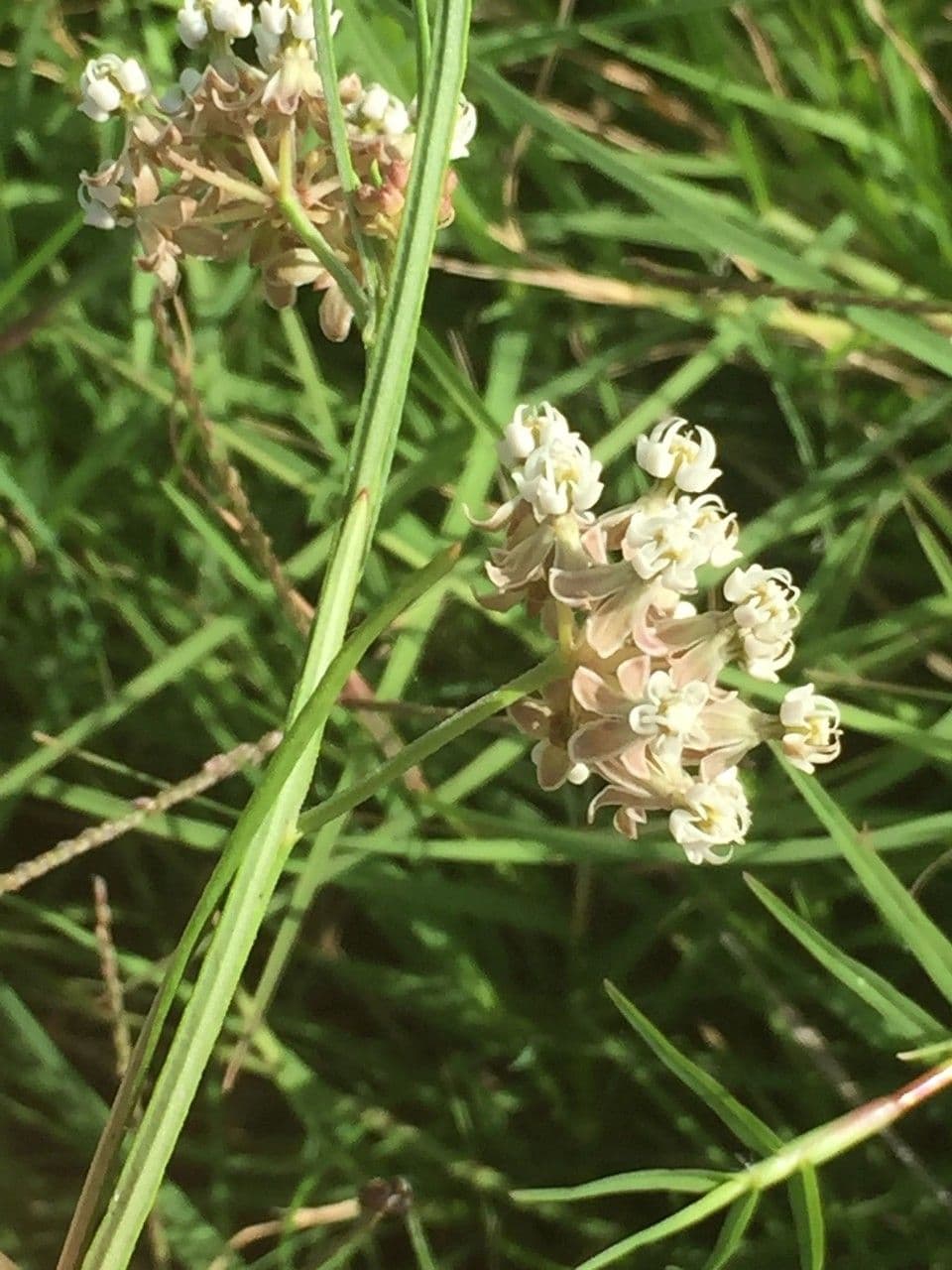 Asclepias lineare 4