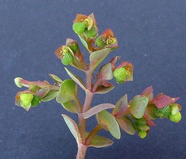 Gerillte Wolfsmilch 22