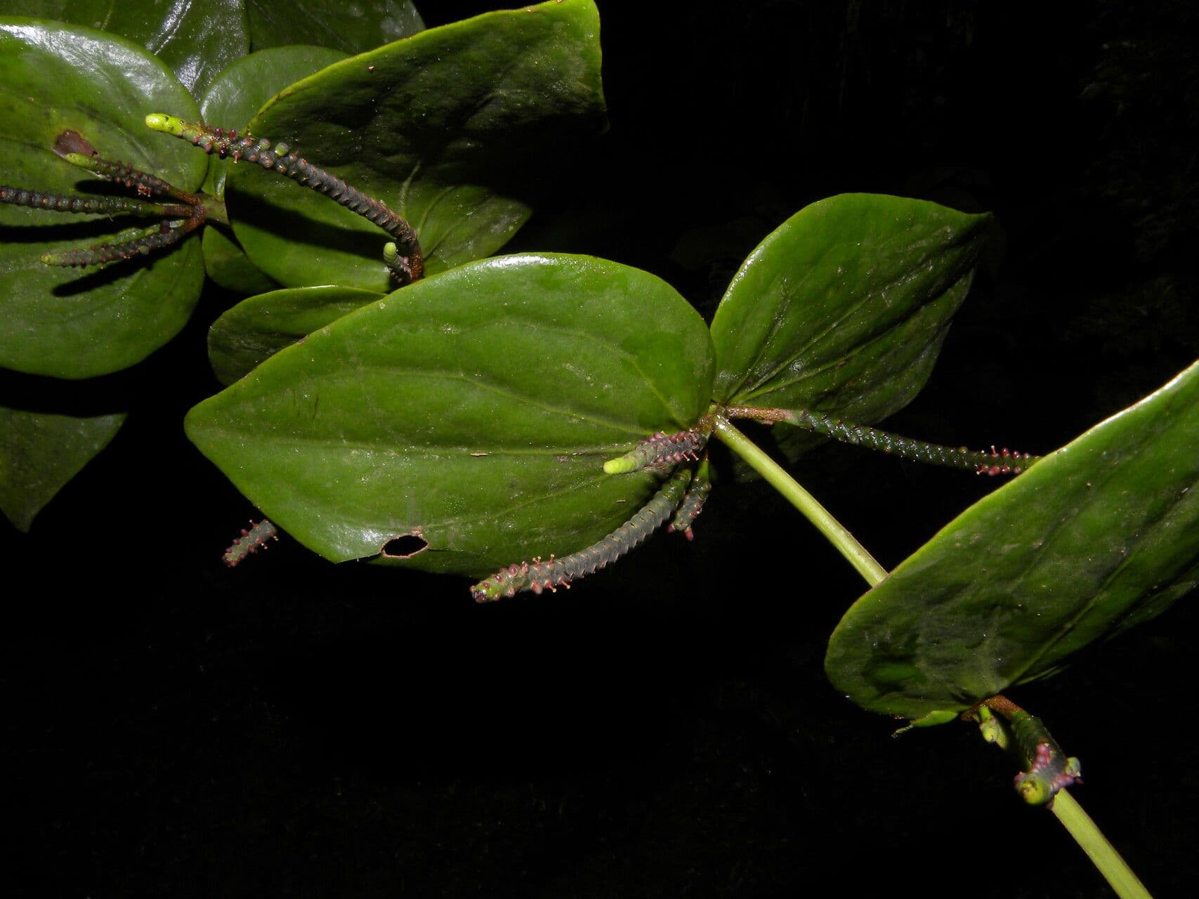 Oryctanthus srdcolistý 3