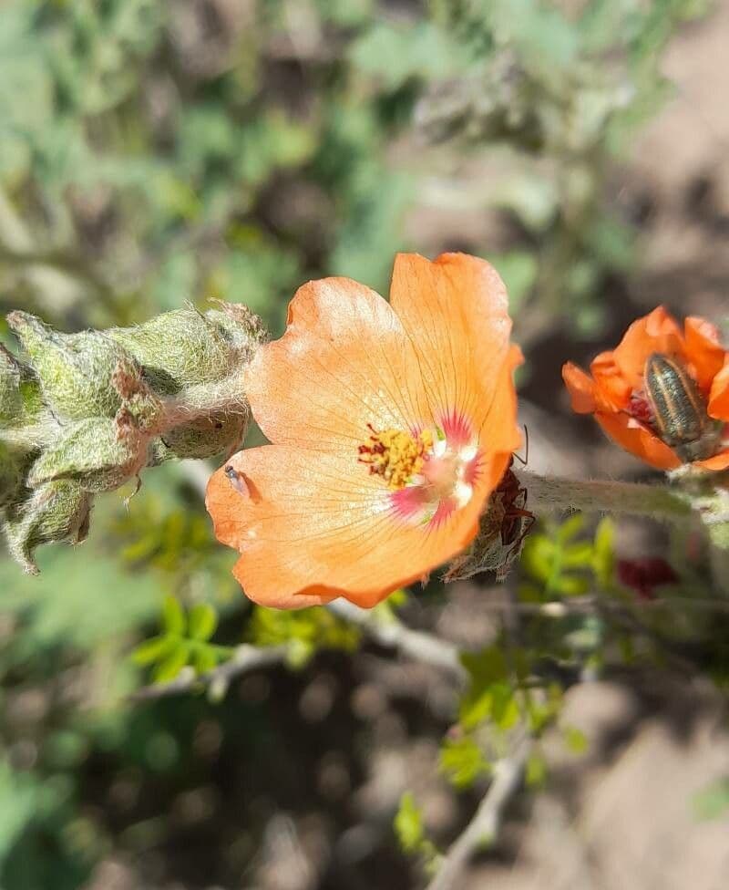 Sphaeralcea australe 4
