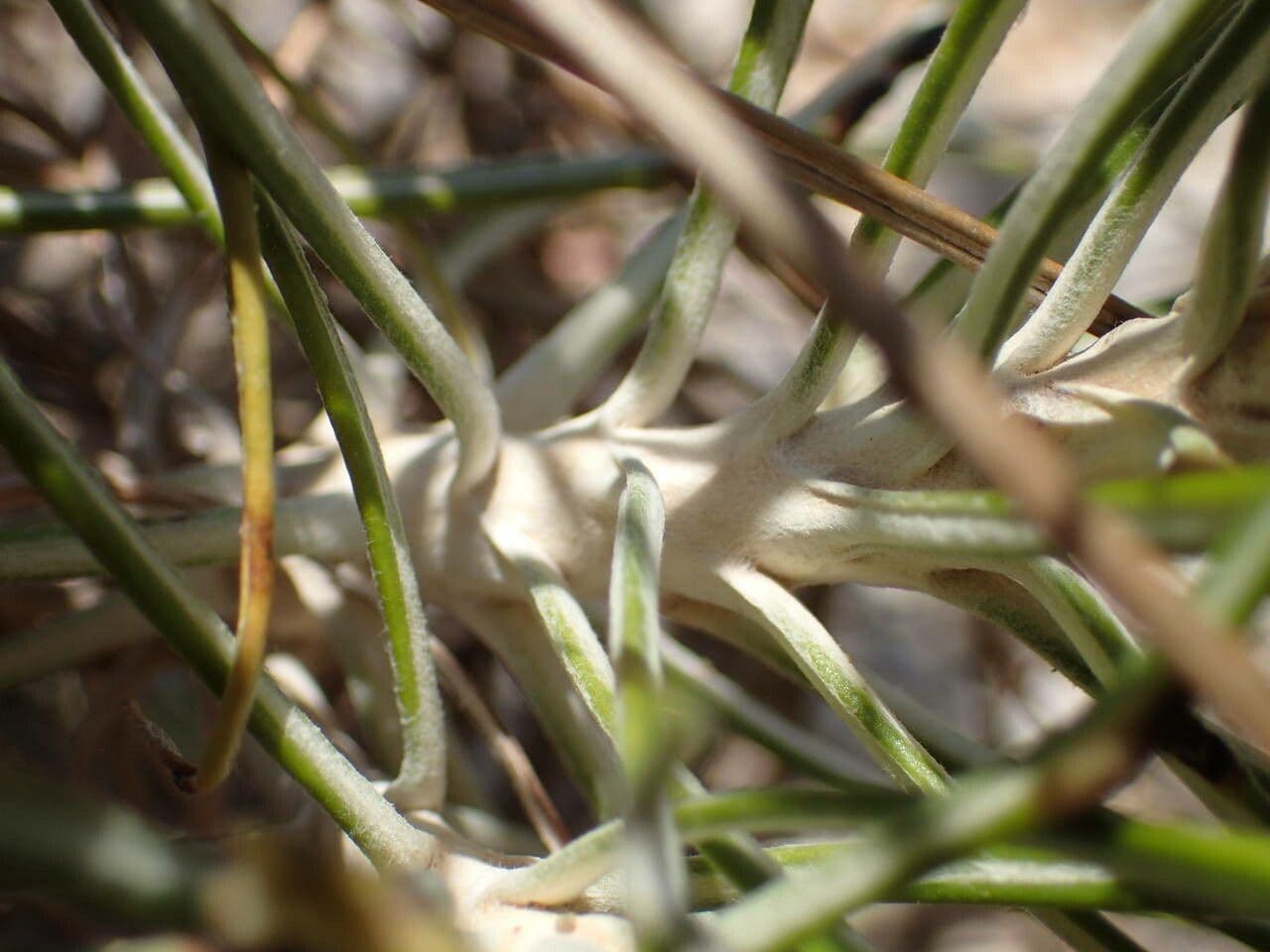 Ptilostemon chamaepeuce 21