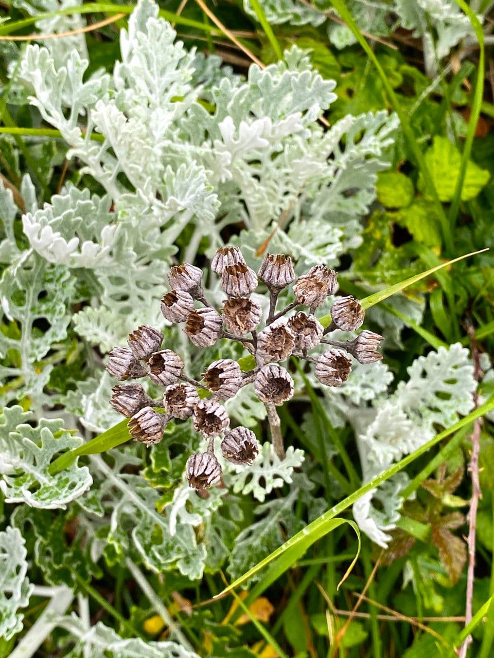 Senecio leucofillo 5