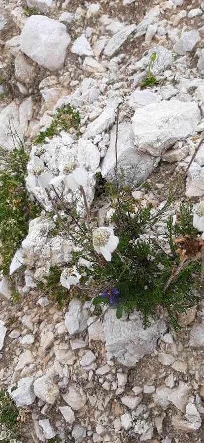 Achillea 12