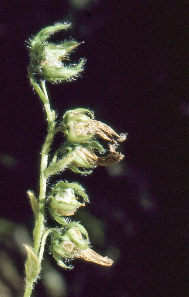 Campanula barbata 5