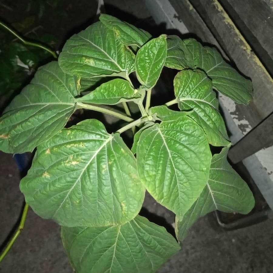 Physalis pubescent 16