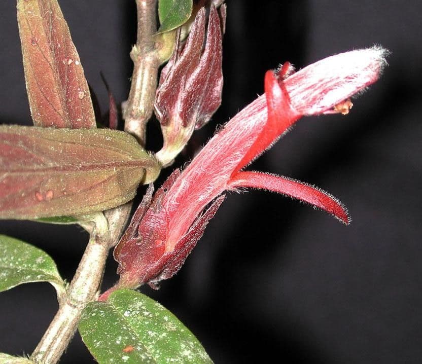Columnea 21