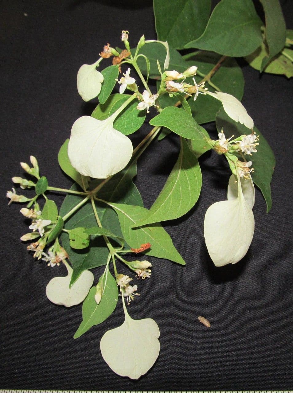 Calycophyllum 20