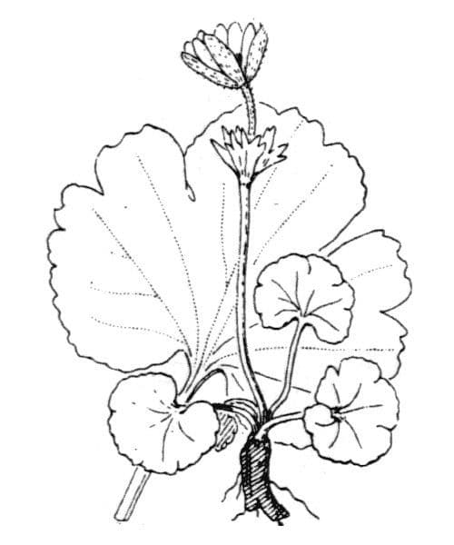 Anemone palmata 25