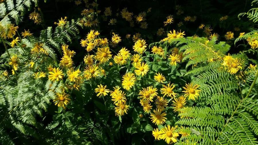 Doronicum austriacum 11