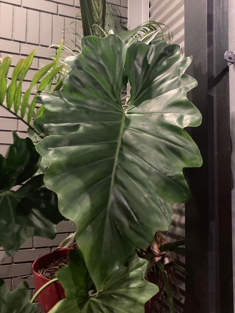 Philodendron géant 12