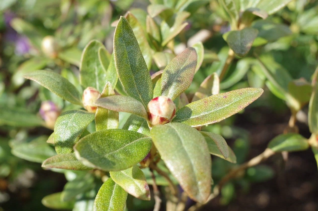 Rododendro 25
