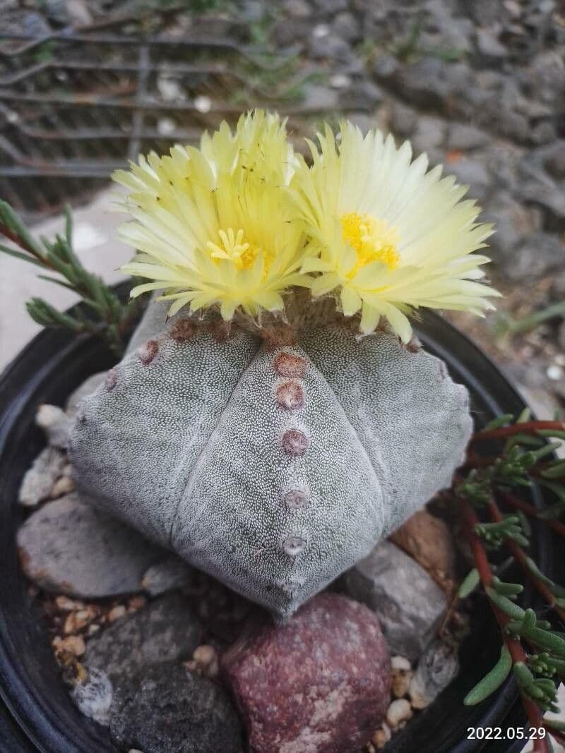 Astrophytum 21