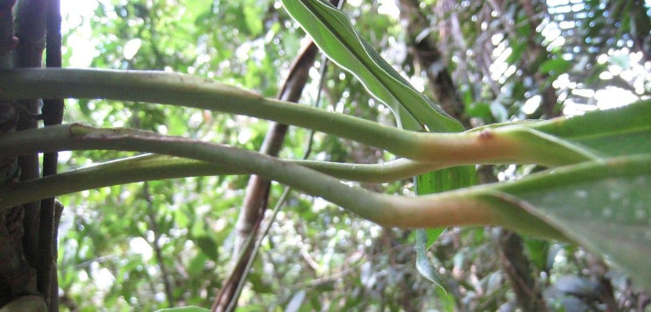 Monstera 10