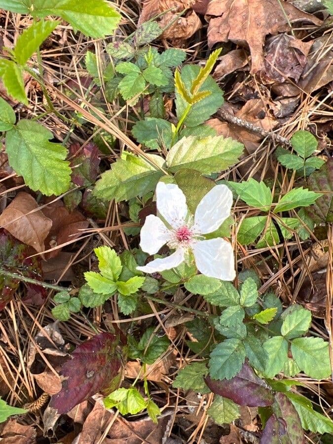 Süße Brombeere 5